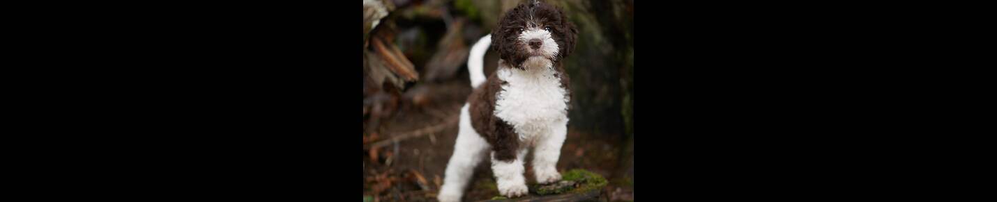 BC Lagotto Romagnolo