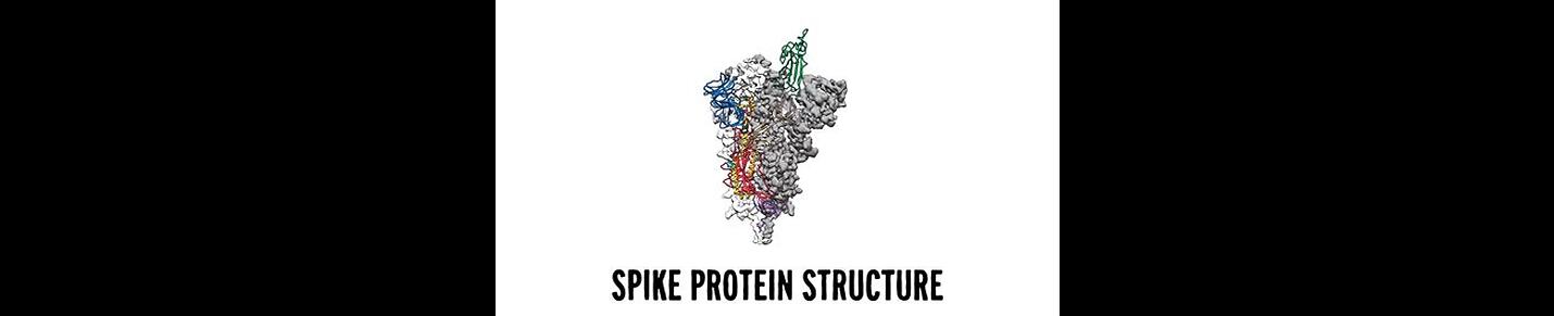 New Spike Protein News
