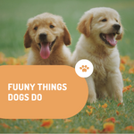 Funny Things Dogs Do