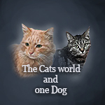 The Cats world and one Dog