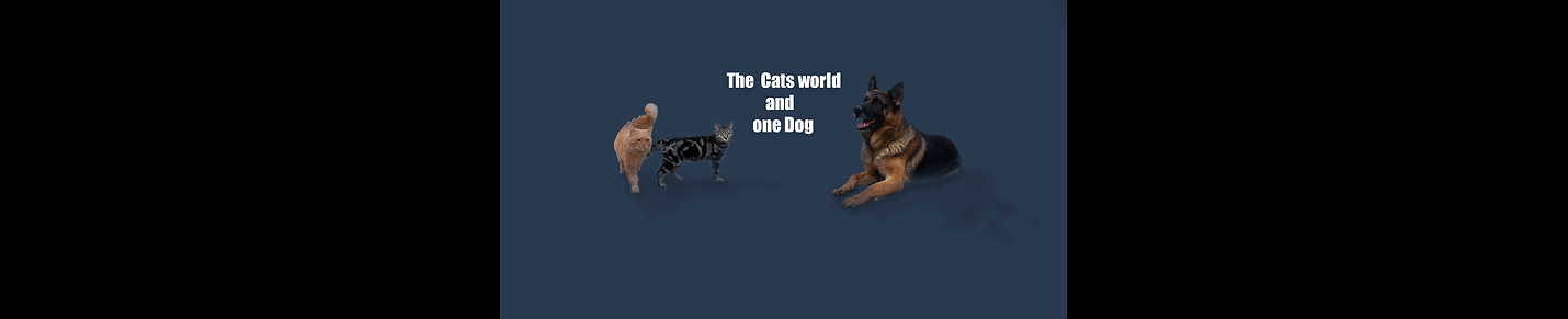 The Cats world and one Dog