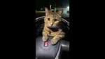 Ride along with Milo