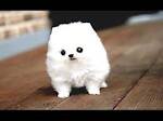 Cute Funny puppies videos