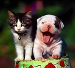 Cute pets world