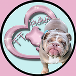 TT Bullyz - English Bulldog Breeder