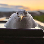 Daily feedings to gain his trust. High Protein meals = healthy seagull.