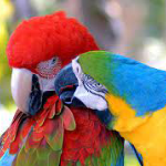 Brazilian Birds