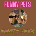 funny pets