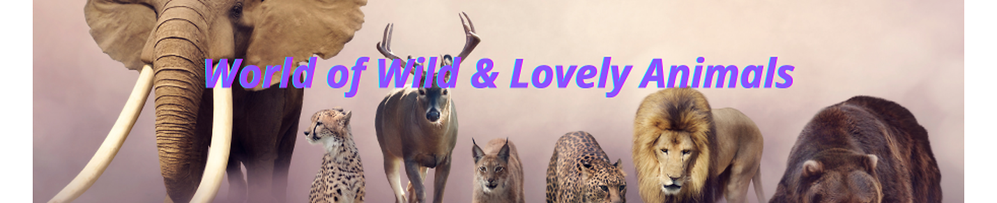 World of Wild & Lovely Animals