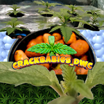 CrackBabies DWC