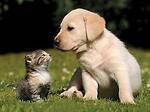 Cute dogs and cats