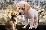 Cat And Dog Lovers
