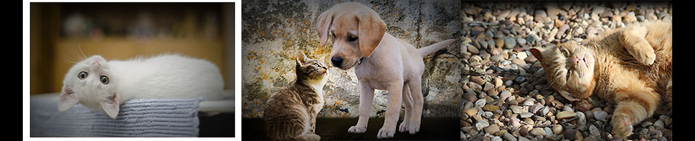 Cat And Dog Lovers
