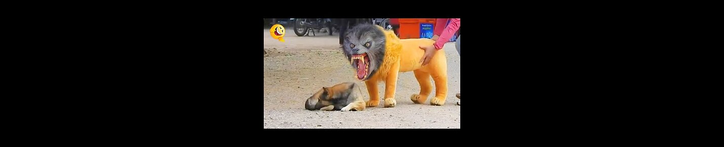 troll prank dog & fake lion and fake tiger to dog & huge box prank dog