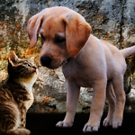 Cats & Dogs   Amazing Pets