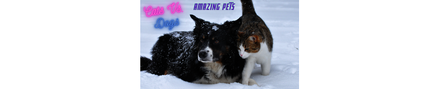 Cats & Dogs   Amazing Pets