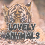 All about anymals and their life ( funny and not)