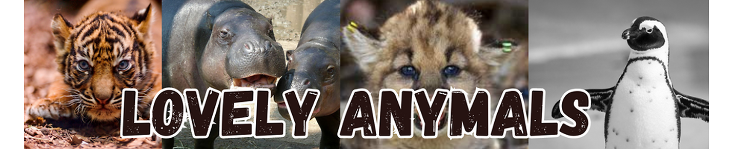 All about anymals and their life ( funny and not)