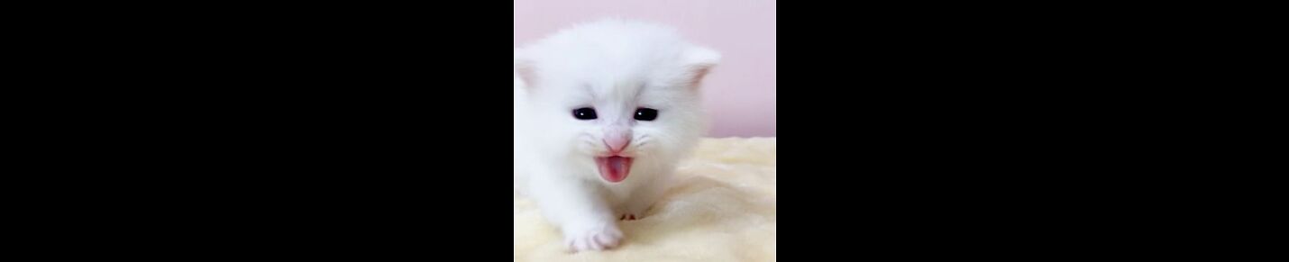 Funny cat sweet