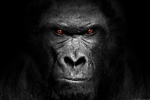 The Raging Gorilla Podcast