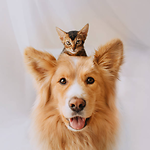 Funny Cats and Dogs Planet