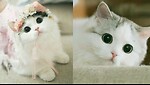 Cute cat funny