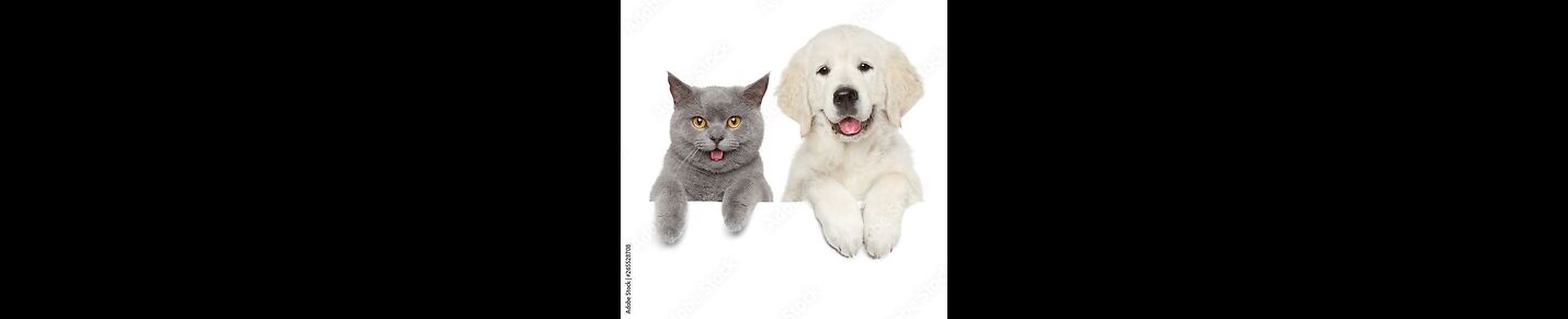 Cats And dogs cornor