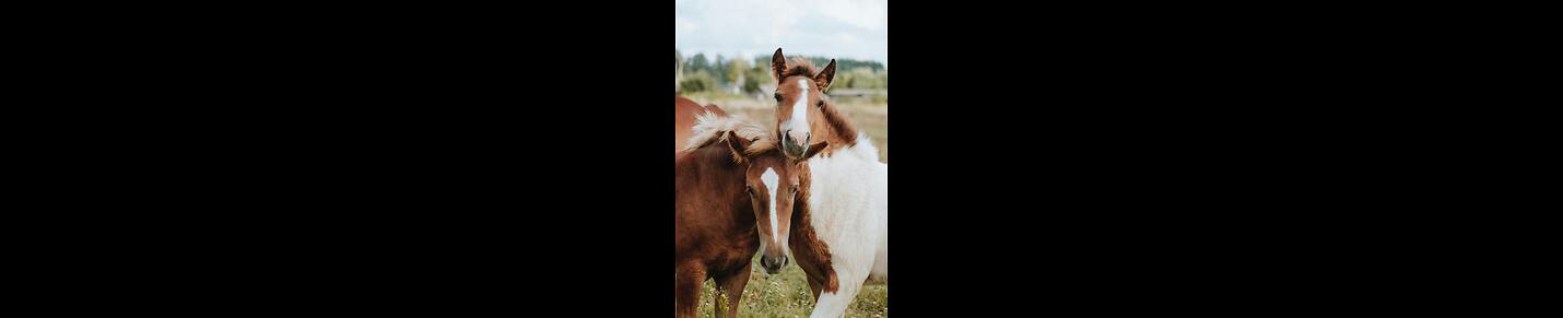 AWW Animals SOO Cute!😍😍