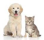 Cute cat and dogs