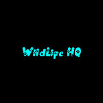 WildLife HQ