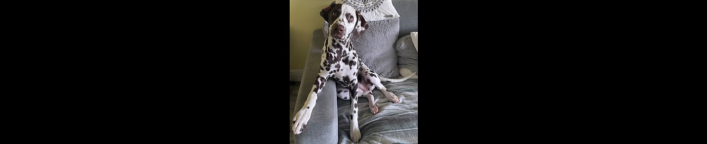 Mayka The Missing Link Dalmatian