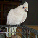 Arzole the Cockatoo