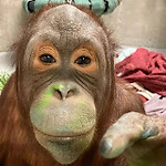 Orangutan Enthusiast