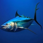 Stubborn Tuna haunt🔪🐟