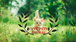 Cute Pets Animal