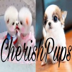 Cherish Pups