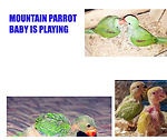 Video of parrot