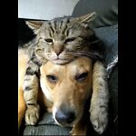 Funny Cats And Dogs Love