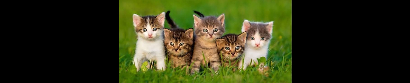 Cats kittens animal videos