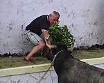 Terceira Island Bullfights