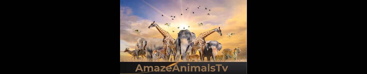 Amaze Animals Era