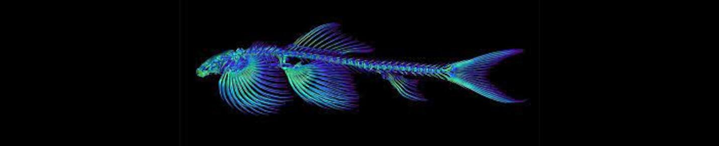 channel for fish in the depths of the oceans