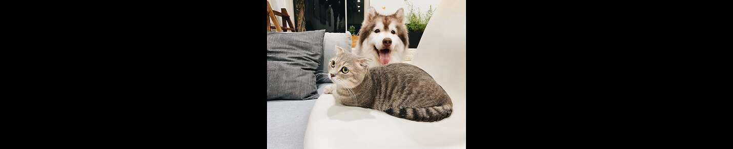 Cat video And Dog video