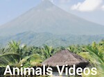 Animals Videos