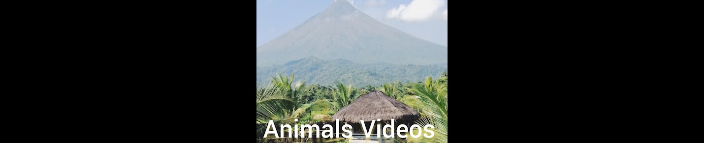 Animals Videos