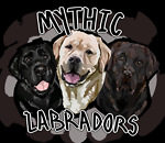 Mythic Labradors - AKC English Labrador Retrievers in Central Florida