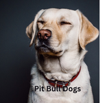 Pitbulls dogs lover