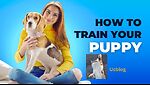 How to traind your pupy