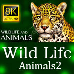 Wild Life Animals & Birds
