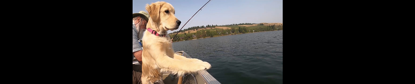 Dave's Golden Retrievers